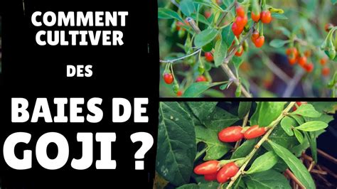 Comment Cultiver Des Baies De Goji YouTube