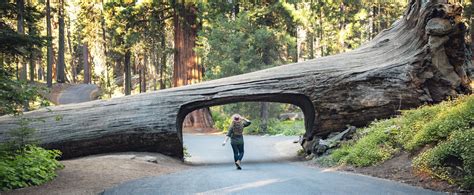 Tunnel Log Drive Through Tree In Sequoia National Park — Flying Dawn