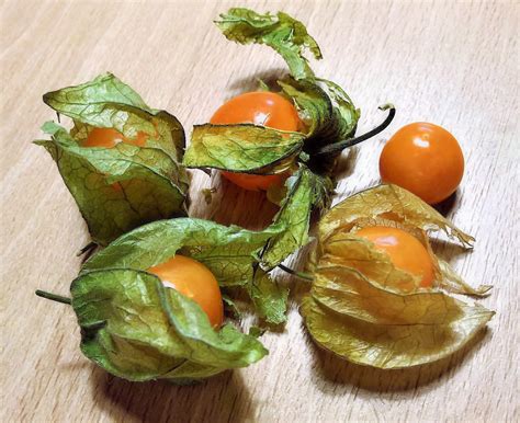 Physalis Anbauen Pflegen Und Ernten Beetfreunde De