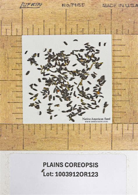 Plains Coreopsis | Native American Seed