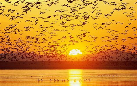 Free download | HD wallpaper: beach ocean The Birds at Sunrise Animals ...