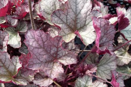 Heuchera Silver Scrolls Purperklokje Bloemenpark Appeltern