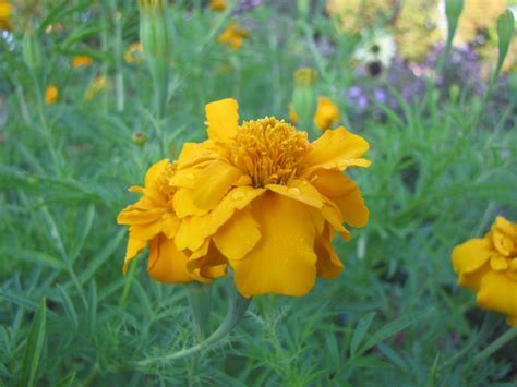 African Marigold · George Washingtons Mount Vernon