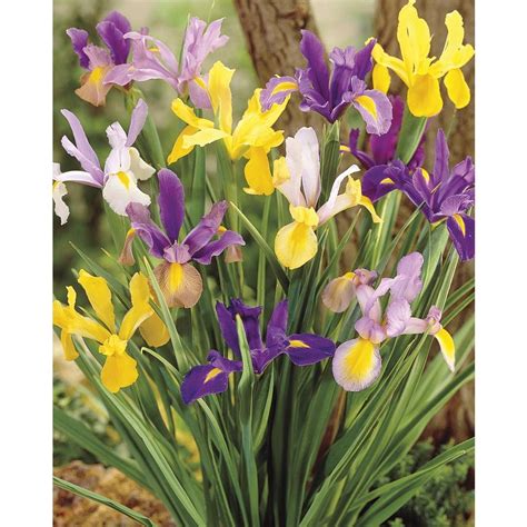 Garden State Bulb 6-Pack Dutch Iris Mix Bulbs (L5801) at Lowes.com