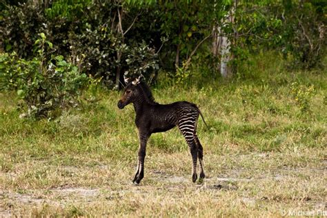 Hyenas kill zebra at Etosha waterhole - Africa Geographic