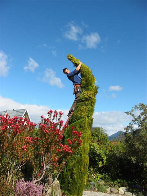 Pruning a Pencil Cedar | NZ Tree Care