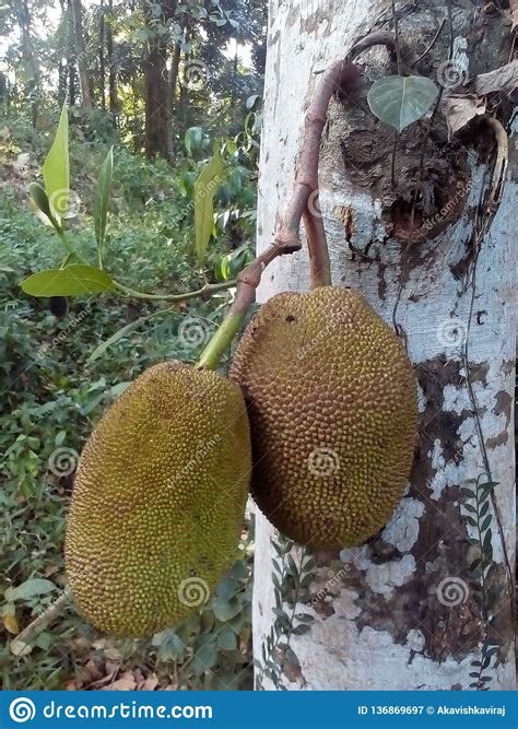 Jackfruit In Sri Lanka Stock Image Image Of Delicious 136869697