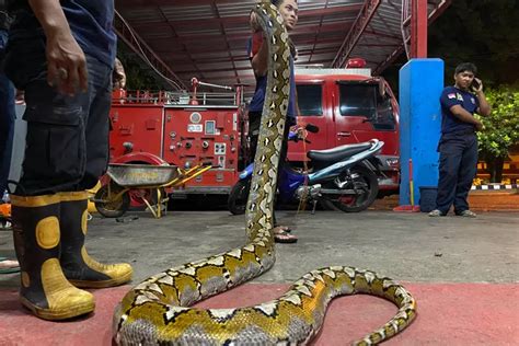 Merinding Ular Piton Sepanjang 8 Meter Masuk Rumah Warga Untung Cepet