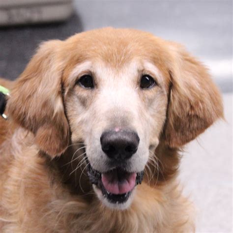 As Good As Gold – Golden Retriever Rescue of IllinoisAdopt a Golden