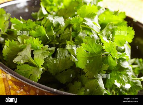 Bunch Of Fresh Coriander Cilantro Stock Photo Alamy