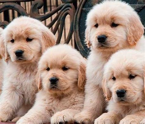 Perros Golden Retriever Beb S Precios Fotos Criaderos Y Caracter Sticas