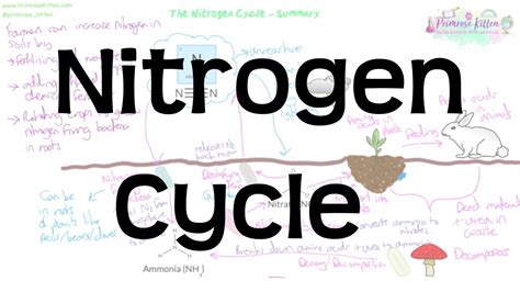 Nitrogen Cycle Revision For Biology Gcse And Igcse Youtube