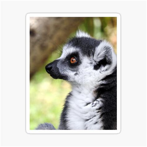 Ring Tailed Lemur Sticker For Sale By Kirstybush Redbubble