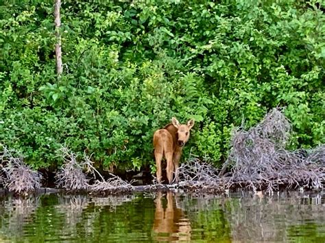 Parque de los Lagos de Talkeetna Excursión en Kayak Sentado GetYourGuide