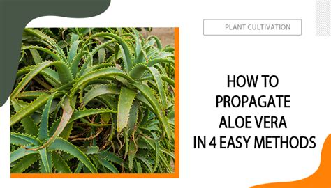 How To Propagate Aloe Vera In 4 Easy Methods