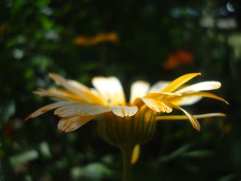 Free photo: Wild Flower - Blooming, Flower, Fragrance - Free Download