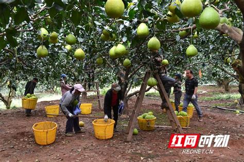 湖南江永柚到丰收季 果园采摘忙组图 江永县 湖南频道 红网