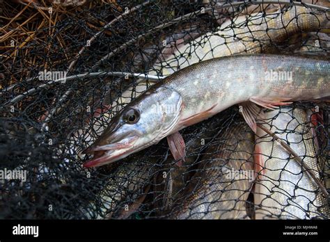 Freshwater Northern Pike Fish Know As Esox Lucius Lying In Landing Net