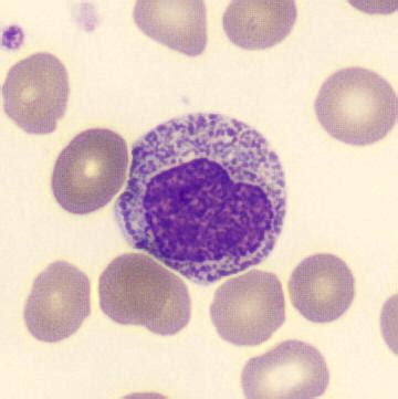 Neutrophilic myelocyte | CellWiki
