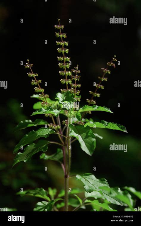 plant Tulsi or Holy Basil Ocimum sanctum Tulsi Tulasi or Holy basil has ...