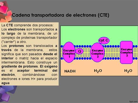 Schème Adaptabilité Pilote Cadena De Transporte De Electrones Devenir