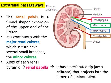 Histology Of The Genitourinary System PDF PPT