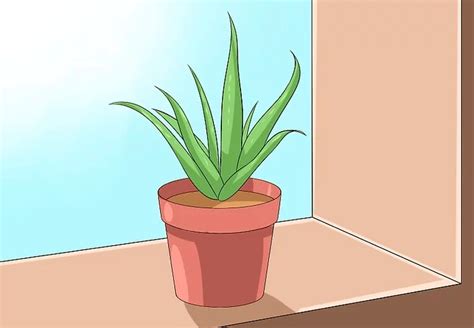 Descubre cómo plantar y cuidar tu propia aloe vera en casa Aloe Vera