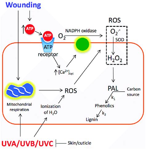 Proposed Model Explaining The Synergistic Effect Of Wounding And Uva