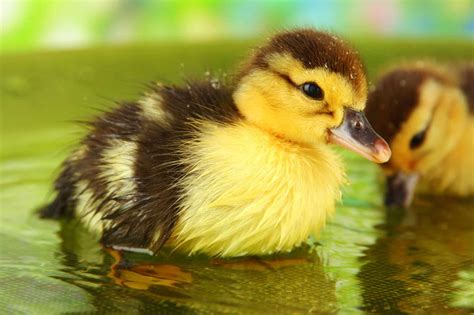 caring  baby ducks