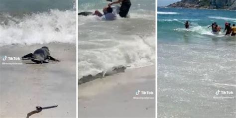 Foca Ataca A Turistas En La Ciudad De Cabo En Sud Frica El Sol De