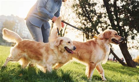 4 Different Dog Walks to Keep Exercise Interesting | Great Pet Care