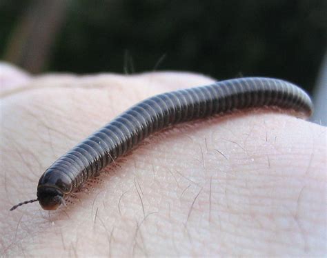 Como Acabar Com Os Piolhos De Cobra - 8 maneiras de acabar com piolho-de-cobra de uma vez por todas
