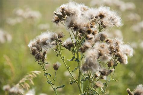 6 Itchy Rash Plants And How To Identify Them