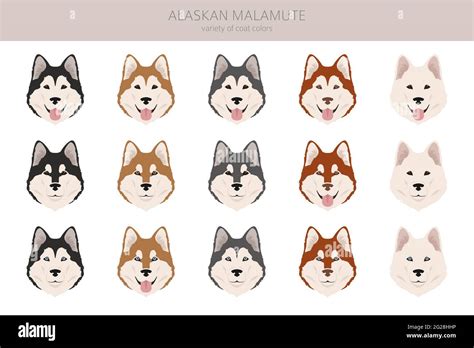 Alaskan Malamute All Colours Clipart Different Coat Colors And Poses