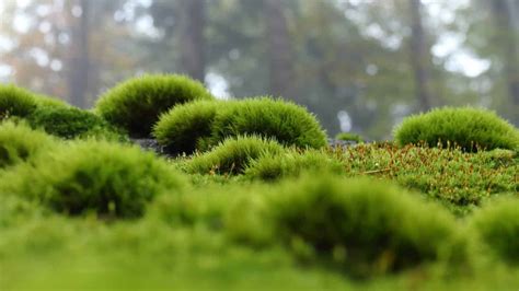 Irish Moss: A Guide From Growing to Propagation