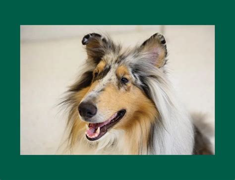 MDR1 Gene Mutation – Collie Rescue Foundation 