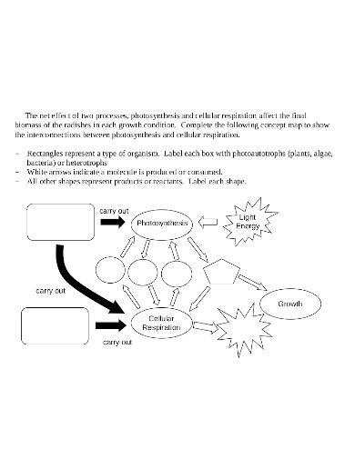 Photosynthesis Concept Map Templates In Pdf Word The Best Porn 7192