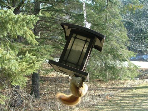 Musings From the Squirrel Cage: April 2011