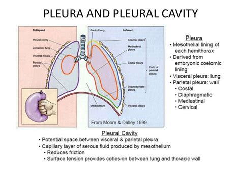 Pleural Diseases