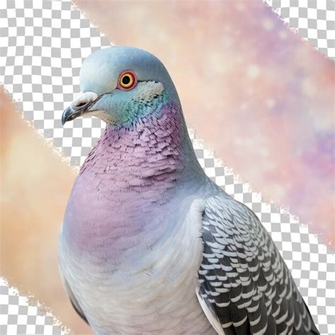 4k Pigeon Psd High Quality Free Psd Templates For Download Freepik