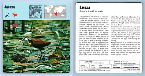 Jacana Birds 1970 S Rencontre Safari Wildlife Card