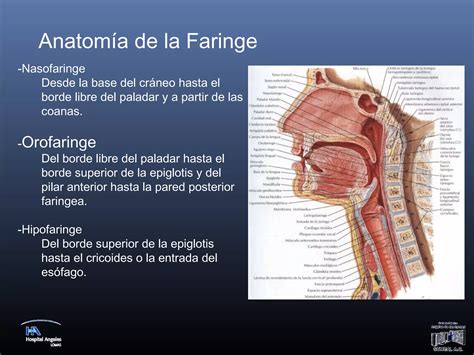 Patología amigdalina y amigdalectomía PPT