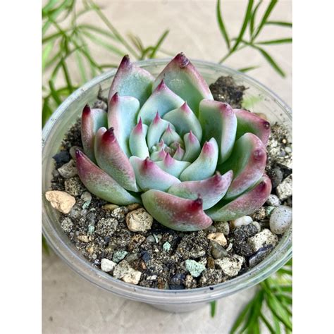 Суккуленты :: Эхеверии :: Echeveria ‘Chihuahuensis‘