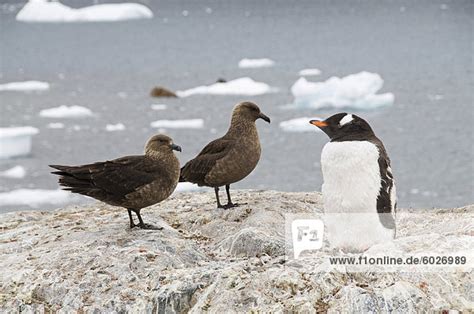 Braune Raubm We Und Gentoo Pinguin Cuverville Island Antarktische