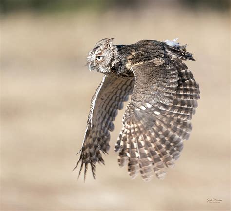 Screech Owl Flight Photograph By Judi Dressler Pixels