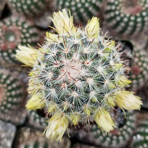 Mammillaria Microhelia Planet Desert