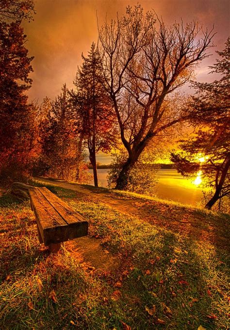 A Bench Sitting On Top Of A Lush Green Field Next To A Forest Filled