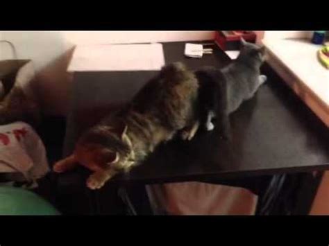 Lesbian Cats YouTube