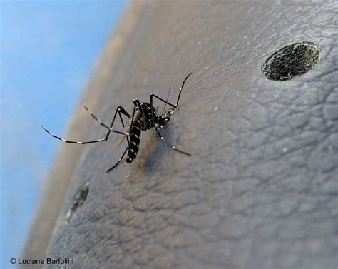 La Zanzara tigre - Aedes Albopictus che punge