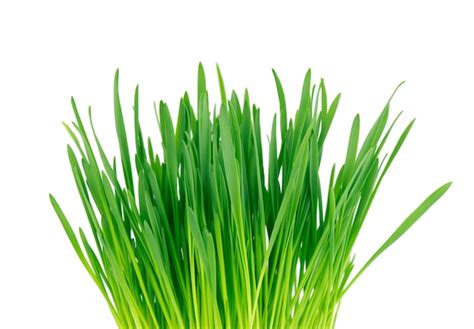 Premium Photo Close Up Of Green Wheatgrass